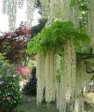 Chất điều hòa sinh trưởng: [Thêm từ mô tả phù hợp với nội dung bài viết]