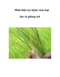 Phân biệt các bệnh virus hại lúa và phòng trừ  