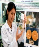 Giáo trình Công nghệ nuôi cấy mô tế bào thực vật chuẩn nhất