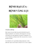 BỆNH HẠI LÚA BỆNH VÀNG LỤI 