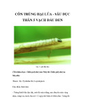 CÔN TRÙNG HẠI LÚA - SÂU ĐỤC THÂN 5 VẠCH ĐẦU ĐEN