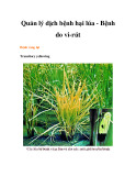 Quản lý dịch bệnh hại lúa - Bệnh do vi-rút  