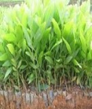 Hướng dẫn kỹ thuật trồng rừng keo lá tràm (Acacia auriculiformis)