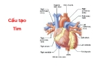 Cấu Tạo Tim: Bài Giảng Sinh Học Chi Tiết