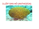 TÀI LIỆU THAM KHẢO: LỚP SAN HÔ (ANTHOZOA)