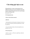 Côn trùng gây hại ca cao 
