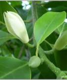 Phân Lớp Ngọc Lan - Magnoliidae: Tổng Quan Chi Tiết
