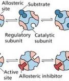 Động học phản ứng enzyme: Nghiên cứu trường hợp không có chất kìm hãm