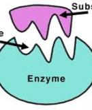 Enzyme là gì? Chất xúc tác sinh học Enzyme tốt nhất