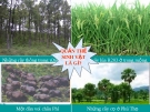 Giáo án điện tử môn sinh học: Sinh học lớp 12-Cấu trúc di truyền của quần thể(Bài giảng số 2)