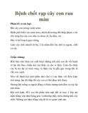 Bệnh chết rạp cây con rau màu