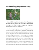 Mô hình trồng gừng dưới tán rừng