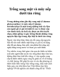 Trồng song mật và mây nếp dưới tán rừng