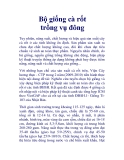 Bộ giống cà rốt trồng vụ đông