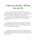 Chậu cây nội thất - đối thủ của mùa hè