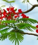 Chữ Người Tử Tù của Nguyễn Tuân: Tài liệu phân tích chi tiết