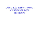 Báo cáo nghiên cứu nông nghiệp " Công tác thú y trong chăn nuôi lợn móng cái "