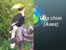 Lớp Chim (Aves): Tổng Quan và Đặc Điểm
