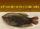 Các kỹ thuật nuôi cá sặc rằn