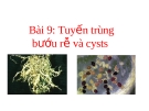 Tuyến Trùng Bướu Rễ và Cysts: Giải Pháp Phòng Trừ Hiệu Quả Nhất