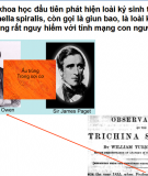 Ký sinh trùng Trichinella spiralis: Thông tin chi tiết về loài