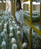 Bài giảng nuôi cấy mô thực vật chi tiết, chuẩn nhất