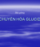 Chuyển Hóa Glucid: Tổng Quan và Các Phương Pháp Nghiên Cứu