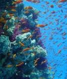 Quản lý nguồn tài nguyên thiên nhiên vùng ven biển tỉnh Sóc Trăng, Việt Nam: Kinh nghiệm và giải pháp