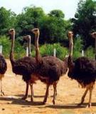 Emu (chim đà điểu Úc)