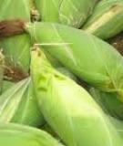 CÁC KỸ THUẬT THU HOẠCH BẢO QUẢN NGÔ