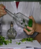 Bài giảng nuôi cấy mô thực vật: Tổng hợp kiến thức từ A-Z