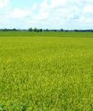 CÁC LỌAI HÌNH ĐẦU TƯ TƯ NHÂN TRÊN LĨNH VỰC CHẾ BIẾN, THƯƠNG MẠI, DỊCH VỤ TRONG NGÀNH NÔNG NGHIỆP&PHÁT TRIỂN NÔNG THÔN TẠI TỈNH AN GIANG