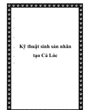 Kỹ thuật sinh sản nhân tạo Cá Lóc hiệu quả nhất