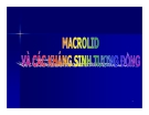 Bài giảng Đại cương Hóa Dược: Macrolid và Các Kháng Sinh Tương Đồng