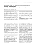 Báo cáo khoa học:  Identiﬁcation of NF1 as a silencer protein of the human adenine nucleotide translocase-2 gene