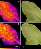 Bài giảng về dùng thực vật cải tạo môi trường hiệu quả nhất