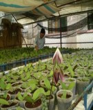 Công nghệ nuôi cấy mô tế bào thực vật: Kinh nghiệm và ứng dụng