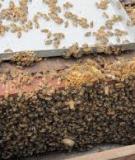 Công Cụ Nuôi Ong tốt nhất: Tư vấn từ A-Z cho người mới bắt đầu