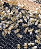 Nghề nuôi ong: Kinh nghiệm và kỹ thuật hiệu quả nhất