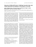 Báo cáo khoa học: Expression of MsPG3-GFP fusions in Medicago truncatula Ôhairy rootsÕ reveals preferential tip localization of the protein in root hairs