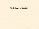 Bài giảng Sinh học phân tử 1: Tổng hợp kiến thức trọng tâm