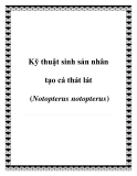 Kỹ thuật sinh sản nhân tạo cá thát lát Notopterus notopterus chuẩn nhất