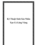 Kỹ thuật sinh sản nhân tạo cá lăng vàng: Kinh nghiệm và hướng dẫn chi tiết