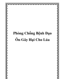 Phòng chống bệnh đạo ôn gây hại cho lúa: Kinh nghiệm và biện pháp hiệu quả