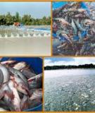 Kỹ thuật nuôi thủy sản nước lợ hiệu quả nhất