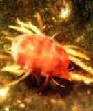 Nhện đỏ Oligonichus sp. hại Xoài