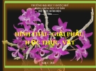 Hình thái - Giải phẫu thực vật: Nghiên cứu chi tiết và chuyên sâu