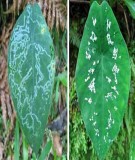 Giáo trình Hình thái Giải phẫu Thực vật: PGS.TS. Nguyễn Khoa Lan (Chuẩn Nhất)