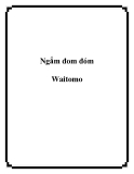 Chiêm ngưỡng vẻ đẹp đom đóm Waitomo độc đáo