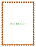 Các bài thuốc từ cây ớt